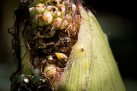MON_Traits2018_CornRootworm_0264