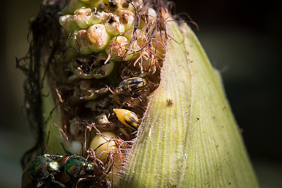 MON_Traits2018_CornRootworm_0264