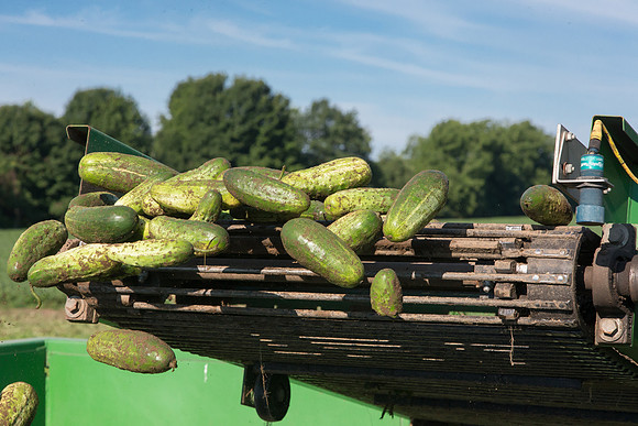 PicklingCucumber_Vlaspik_Harvest_MI_0464