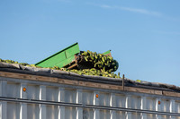 PicklingCucumber_Vlaspik_Harvest_MI_0008