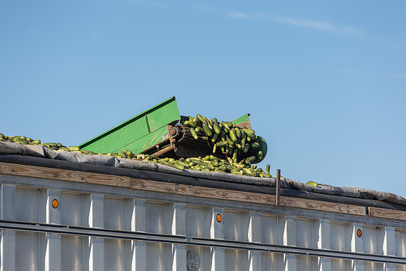 PicklingCucumber_Vlaspik_Harvest_MI_0008