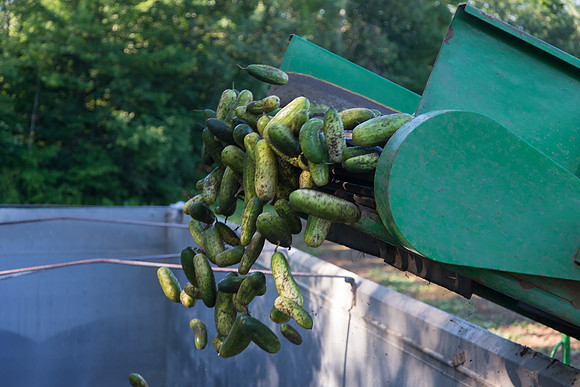 PicklingCucumber_Vlaspik_Harvest_MI_0185