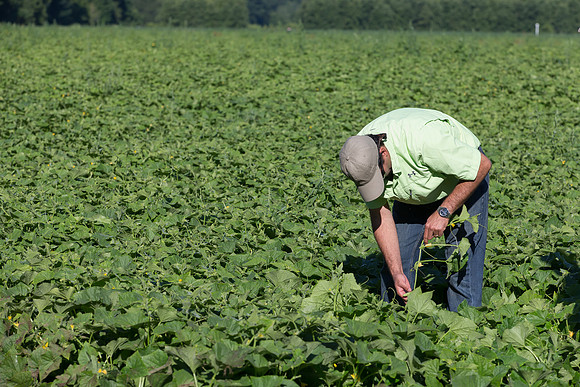 PicklingCucumber_Vlaspik_Harvest_MI_0345