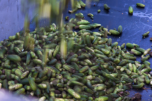 PicklingCucumber_Vlaspik_Harvest_MI_0153