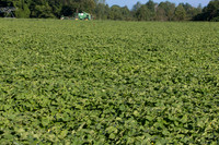PicklingCucumber_Vlaspik_Harvest_MI_0087
