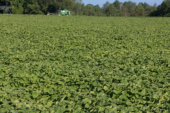 PicklingCucumber_Vlaspik_Harvest_MI_0087