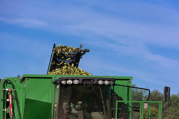 PicklingCucumber_Vlaspik_Harvest_MI_0126