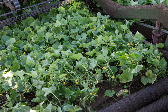 PicklingCucumber_Vlaspik_Harvest_MI_0398
