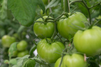 Tomato_DRW7834_MX_0033