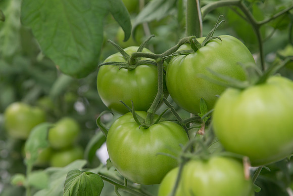 Tomato_DRW7834_MX_0033
