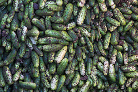 PicklingCucumber_Vlaspik_Harvest_MI_0207