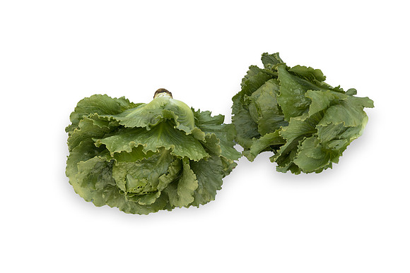 Lettuce_SV2867LG_CA_0109