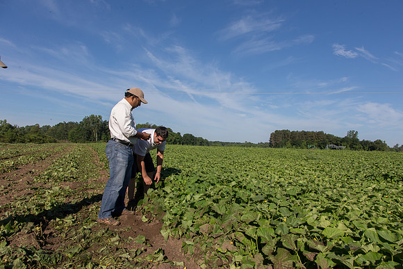 PicklingCucumber_Vlaspik_Harvest_MI_0280
