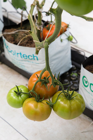 Tomato_DRW7834_MX_0053