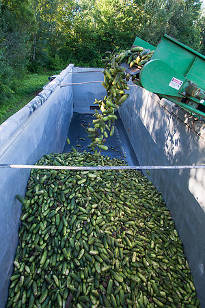 PicklingCucumber_Vlaspik_Harvest_MI_0214