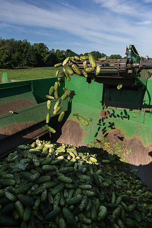 PicklingCucumber_Vlaspik_Harvest_MI_0522