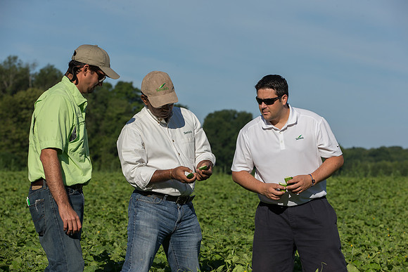PicklingCucumber_Vlaspik_Harvest_MI_0312