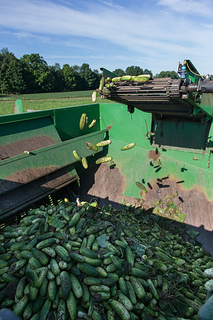 PicklingCucumber_Vlaspik_Harvest_MI_0485