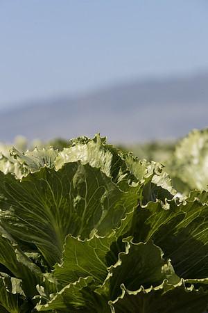 Lettuce_SV2867LG_CA_0082