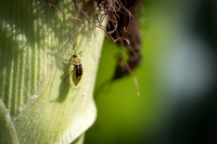 MON_Traits2018_CornRootworm_0162