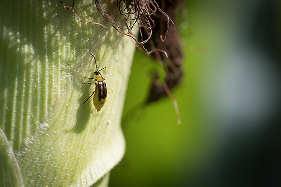 MON_Traits2018_CornRootworm_0162