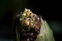 MON_Traits2018_CornRootworm_0231