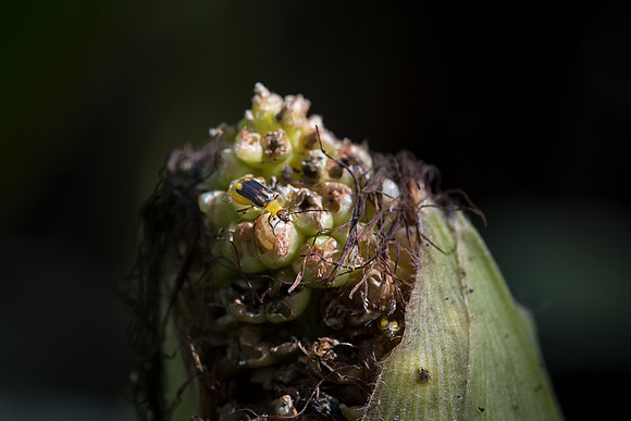 MON_Traits2018_CornRootworm_0231