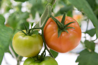 Tomato_DRW7834_MX_0057
