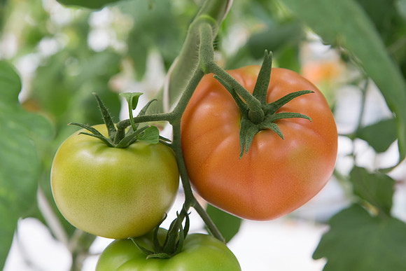 Tomato_DRW7834_MX_0057