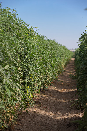 Tomato_FieldDays_Woodland_CA_0009