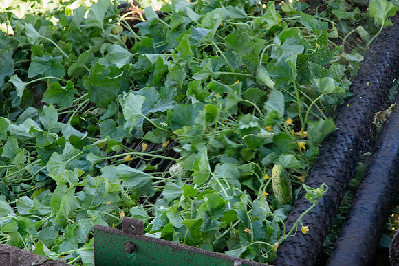 PicklingCucumber_Vlaspik_Harvest_MI_0415