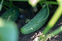 PicklingCucumber_Vlaspik_Harvest_MI_0082