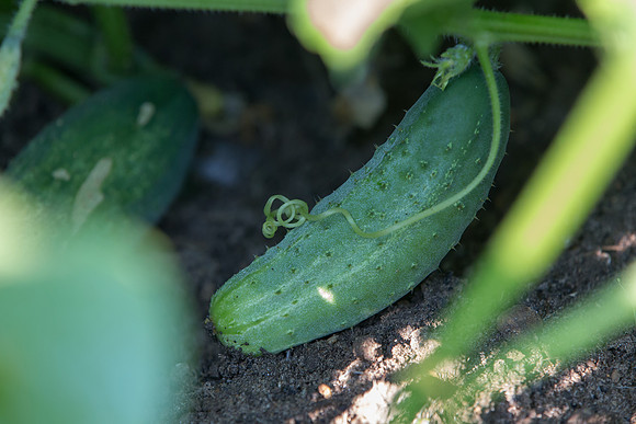 PicklingCucumber_Vlaspik_Harvest_MI_0082