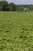 PicklingCucumber_Vlaspik_Harvest_MI_0097