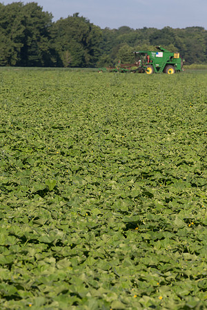 PicklingCucumber_Vlaspik_Harvest_MI_0097