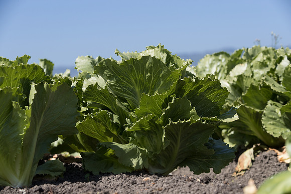 Lettuce_SV2867LG_CA_0072