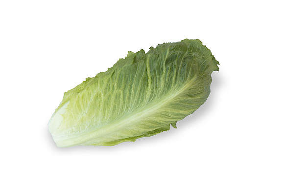 Lettuce_SV2867LG_CA_0153