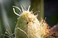 MON_Traits2018_CornRootworm_0352
