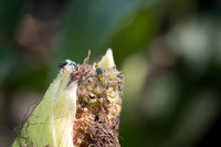 MON_Traits2018_CornRootworm_0094