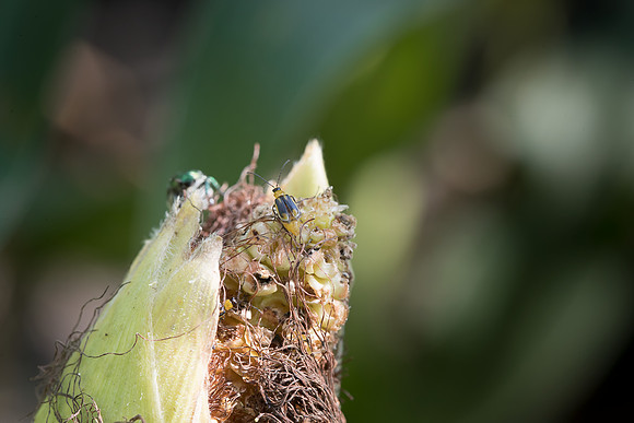 MON_Traits2018_CornRootworm_0094