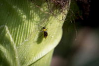 MON_Traits2018_CornRootworm_0146