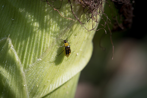 MON_Traits2018_CornRootworm_0146