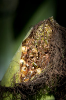 MON_Traits2018_CornRootworm_0066