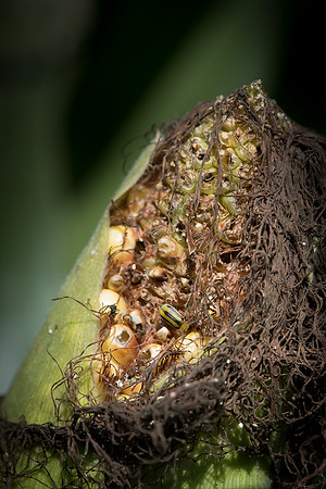 MON_Traits2018_CornRootworm_0066