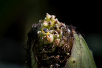 MON_Traits2018_CornRootworm_0227