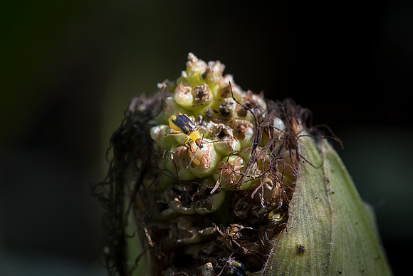 MON_Traits2018_CornRootworm_0227
