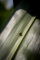 MON_Traits2018_CornRootworm_0083