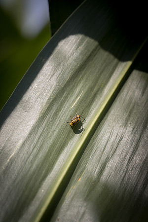 MON_Traits2018_CornRootworm_0083