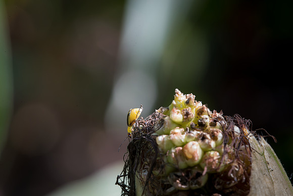 MON_Traits2018_CornRootworm_0315