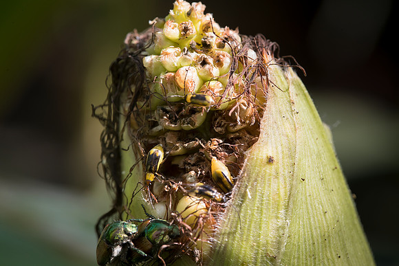 MON_Traits2018_CornRootworm_0254